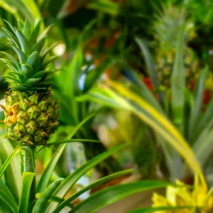 Comment planter un ananas en pot pour obtenir une belle plante d'intérieur ? Le conseil malin pour une floraison rapide