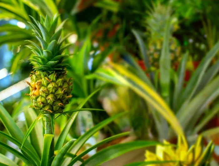 ananas plante feuilles vertes