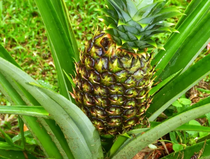 ananas qui pousse dans un jardin