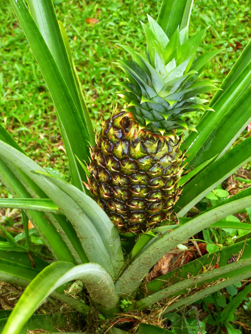 ananas qui pousse dans un jardin