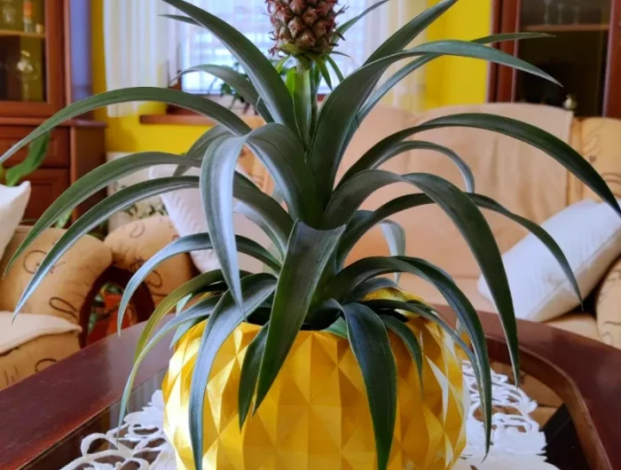 anans en pot jaune interieur maison