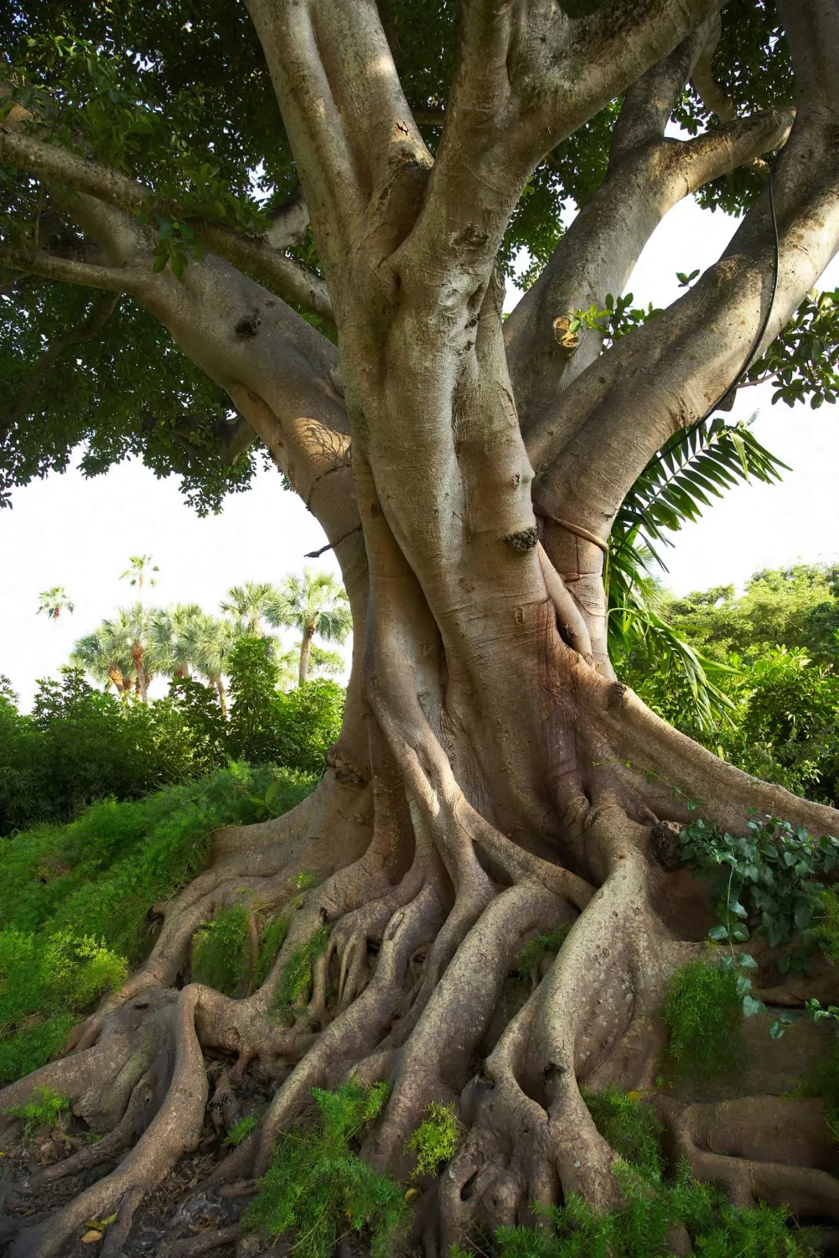 arbre centenaire avec de grosses racines a la surface