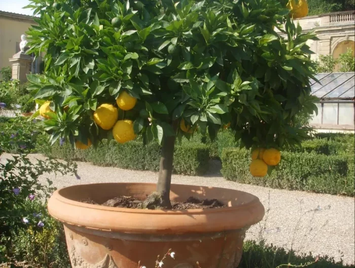 arbre citronier en pot feuilles verts et fruit citronnier