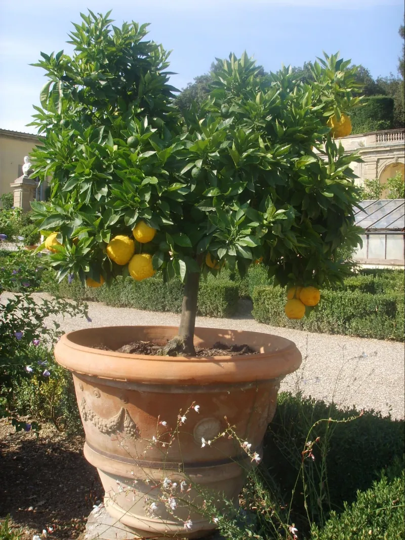 arbre citronier en pot feuilles verts et fruit citronnier
