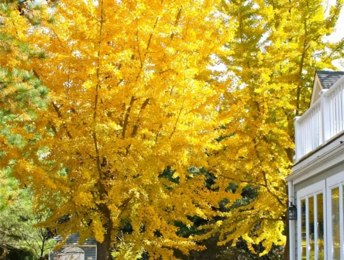 arbre d ornement idée arbre feuilles jaunes automne ginko biloba