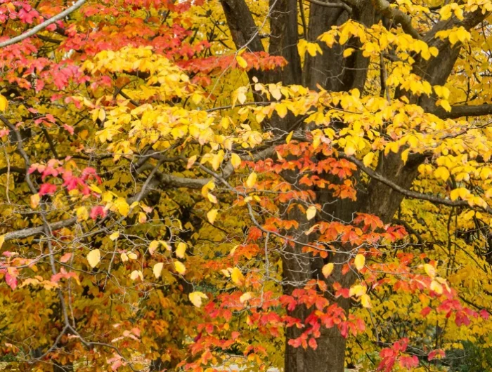 arbre parrotie de perse aux multitude de feuilles couleurs automnales jaune orange et rouge