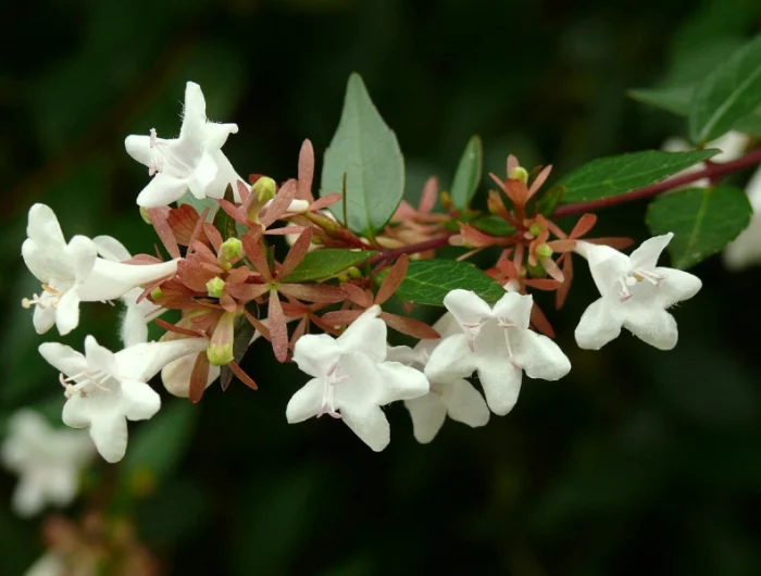 arbuste brise vue sans entretien persistant abelia fleurs blanches