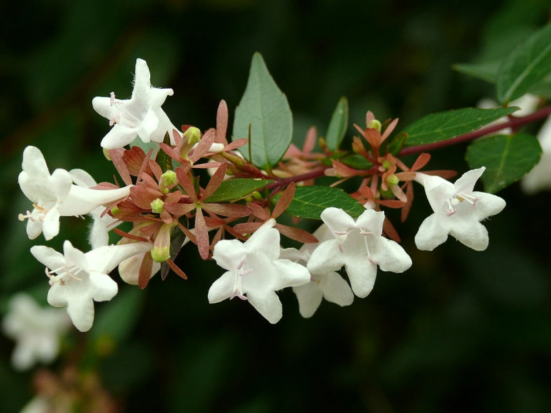 arbuste brise vue sans entretien persistant abelia fleurs blanches