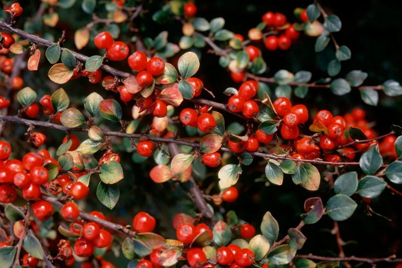 arbuste feuillage persistant sans entretien cotoneaster baies rouges