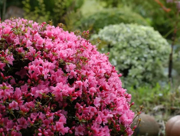 arbuste fleuri en rose de grand taille peut on planter des plants dans le composte