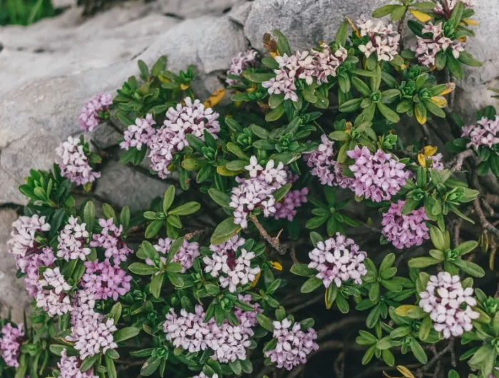 arbuste floraison automne hiver les daphnés idée plante extérieure résistante au gel et à l hiver