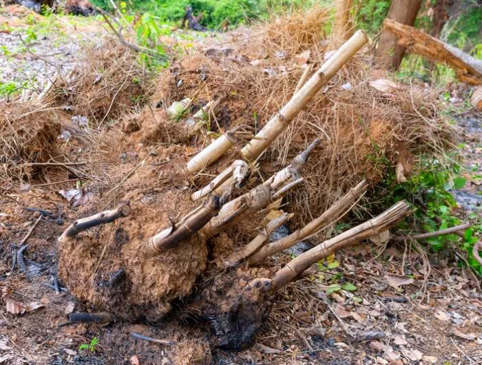 arrachage de racines de bambou