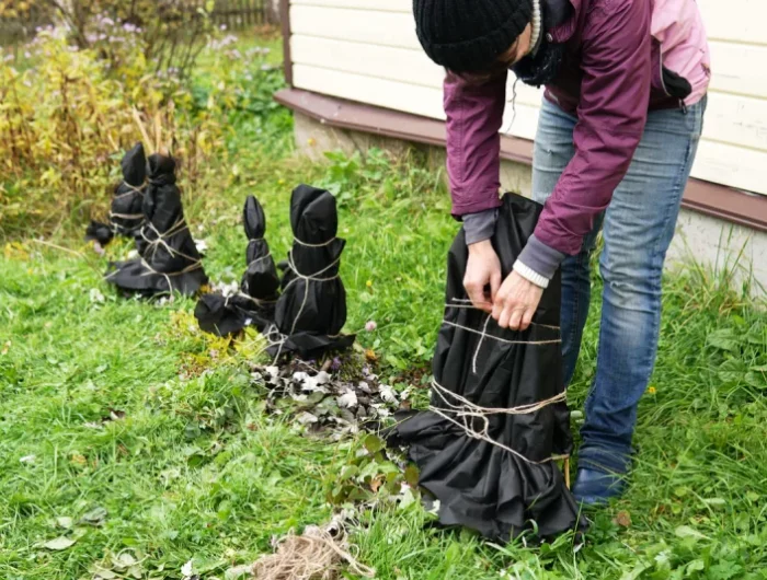 astuce pour avoir de beaux rosiers voile d hivernage protection hivernale pour plantes