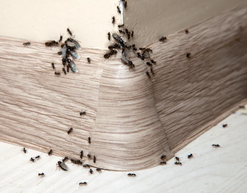 astuces de grand mere pour eliminer les fourmis