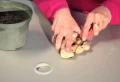 Comment faire pousser le gingembre dans l’eau ? Guide étape par étape