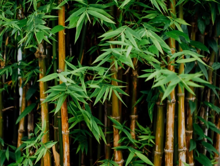 bambou feuilles verte et tiges marrons