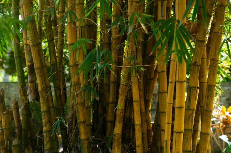bambou tige decoration