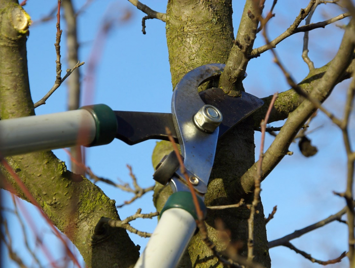 best time to trim trees 2