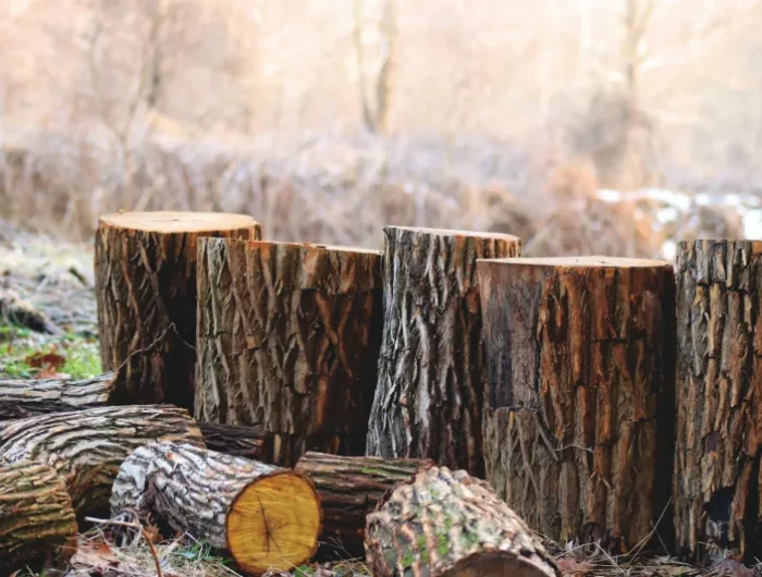 bois de chauffage chene exemple quelle est la meilleure essence de bois et le mauvais bois de chauffage