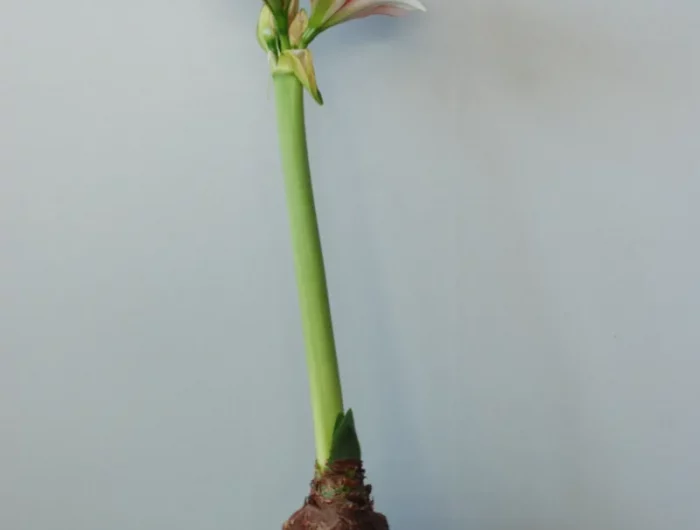 bulbe fleur plante entretien amaryllis dormance floraison