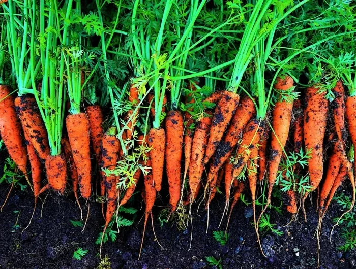 calendrier lunaire 2022 grains et plantes carottes sur sol