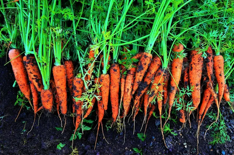 lunar calendar 2022 grains and plants carrots on ground