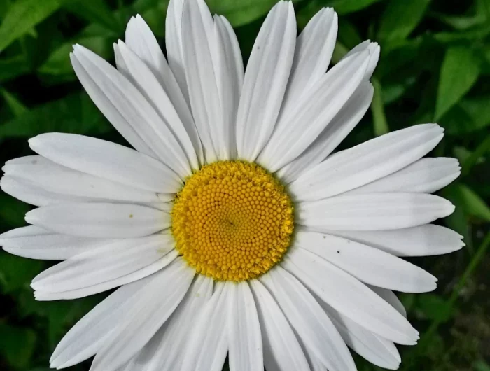 camomille fleur blanche couvre sol appoprier pour cimetiere