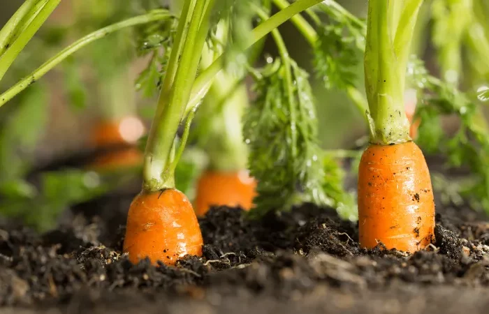 carottes plantes dans sol argileux