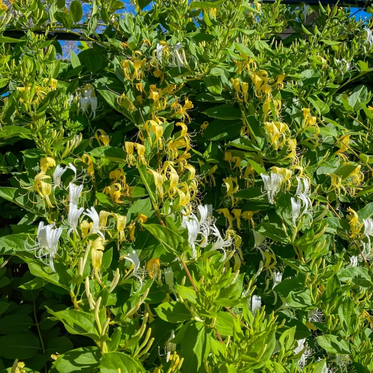 chevrefeuille japonais floraison plante grimpante fleurs jaunes