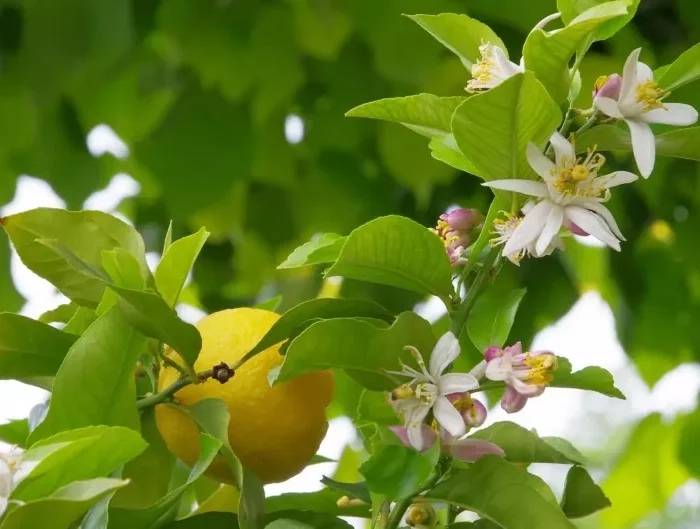 citron jaune dans les feuilles vertes de citronnier
