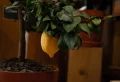 Rempotage des citronniers en automne : les étapes qui vous garantissent un arbre sain et fertile !