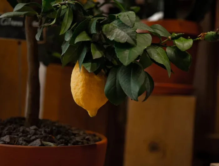 citronnier en pot avec des feuilles verts citronier en pot plante d interieur