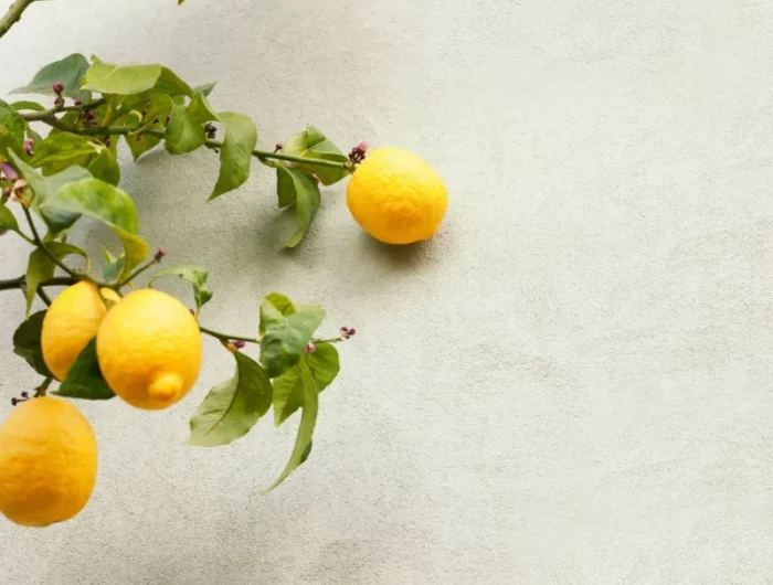 citronnier en pot hivernage extérieur contre un mur comment entretenir un arbre agrume