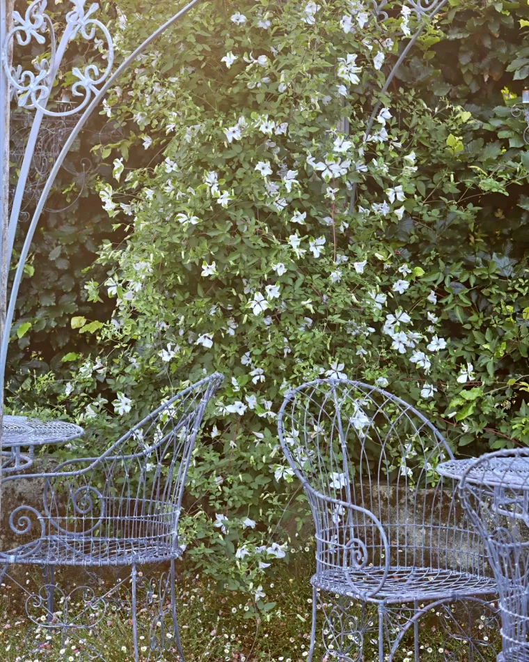 clematite variete viticella fleurs blanches support metal meubles jardin