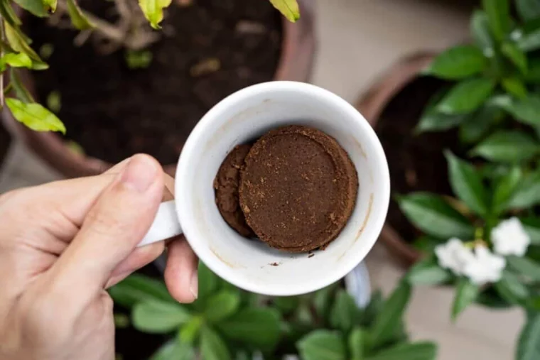 coffee grounds and garden 1