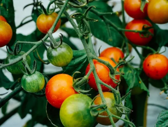 comment augmenter et prolonger le rendement des tomates