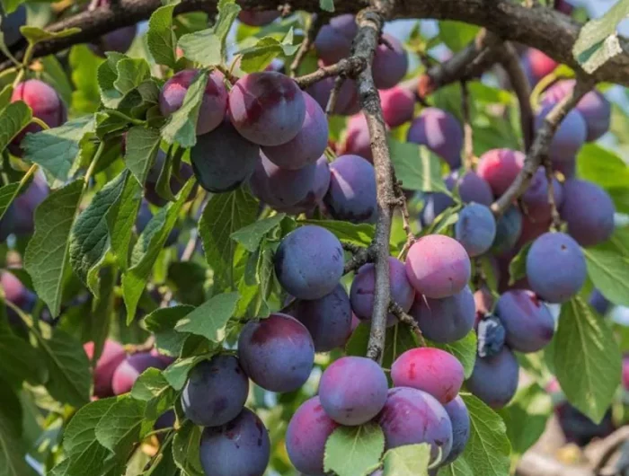 comment avoir des recoltes abondantes de prunes