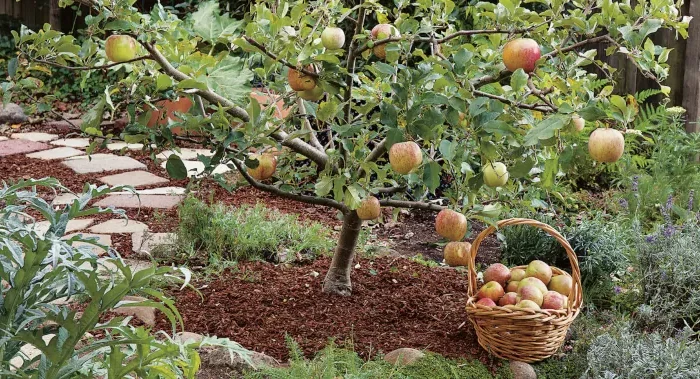 comment avoir toujours de bonnes recoltes de pommes