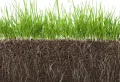 Quel terreau pour regarnissage gazon utiliser pour avoir une belle pelouse ?