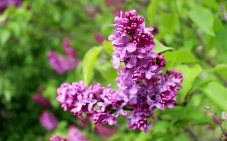 comment avoir un beau lilas conseils de pro