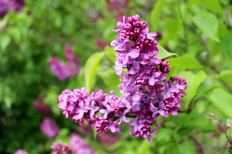 Tailler votre lilas sans stress : le guide pour une explosion de fleurs