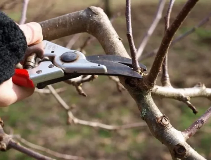 comment bien enlever les branches inutiles d un arbre