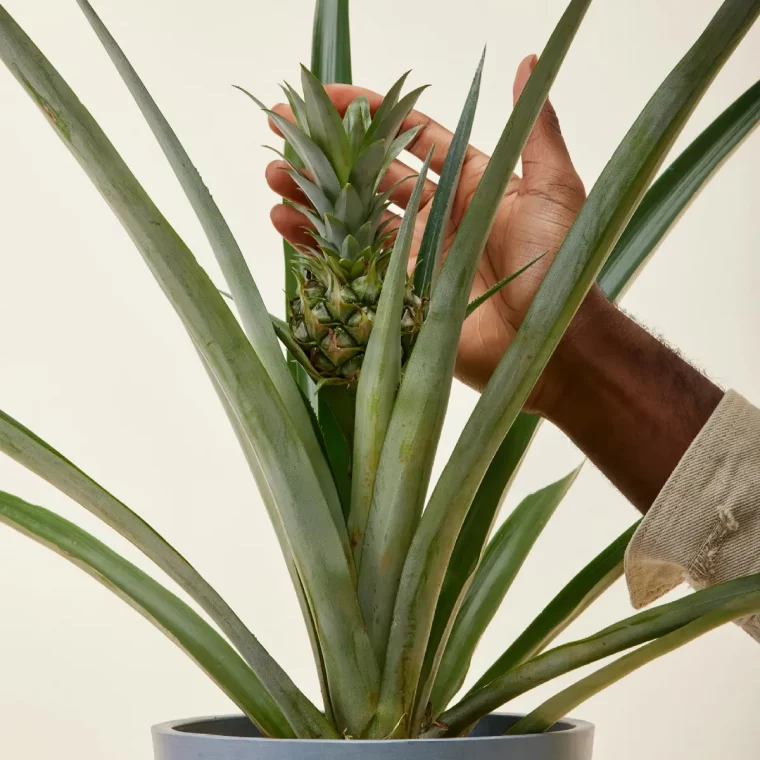 comment bien entretenir une jeune plante tropicale