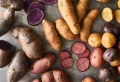 Comment conserver les pommes de terre en appartement sans qu’elles germent ?