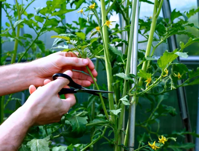 comment conserver un pied de tomates en ocotbre