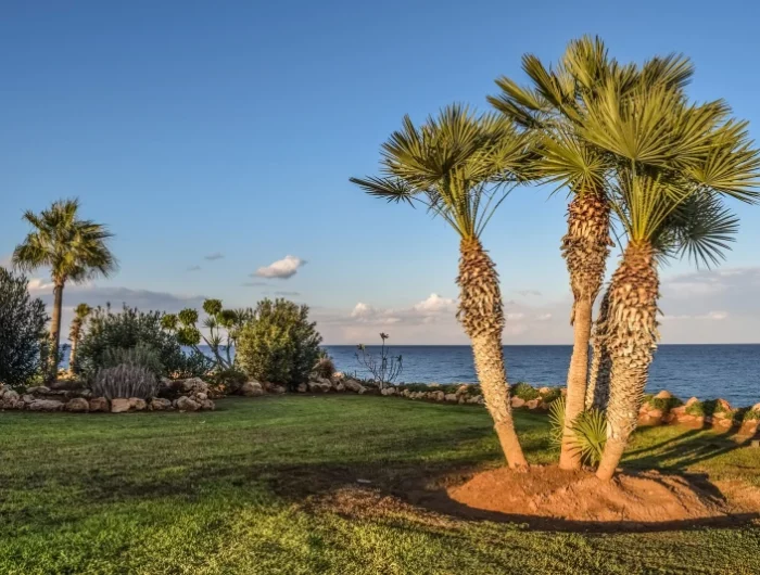 comment detruire la souche d un palmier naturellement jardin terre sableuse