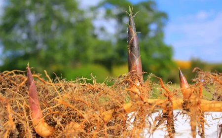 comment detruire les racines de bambous