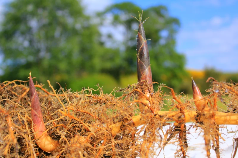 Comment détruire les racines de bambous une bonne fois pour toute sans produits chimiques