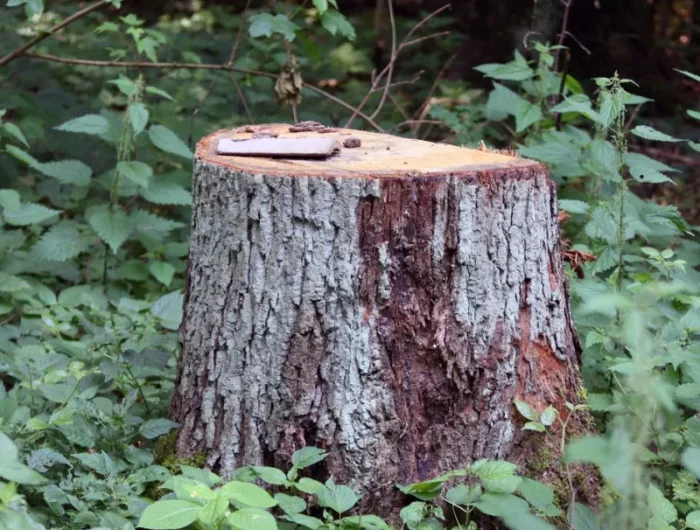 comment détruire une souche d arbre rapidement astuces produit chimiques et naturels