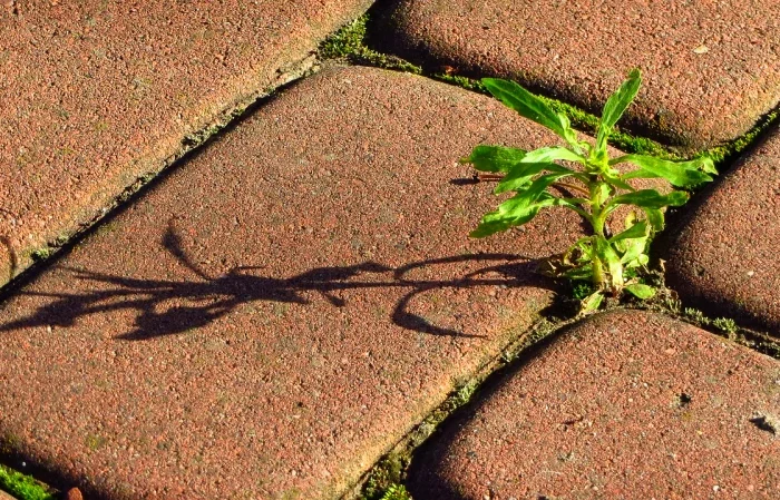 comment empêcher les mauvaises herbes de pousser contre les dalles